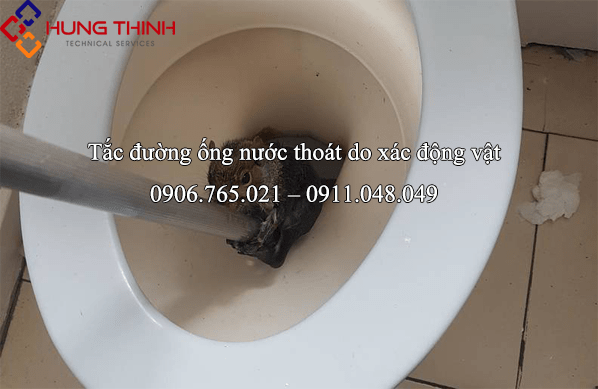 tac-cong-thoat-nuoc-do-xac-dong-vat